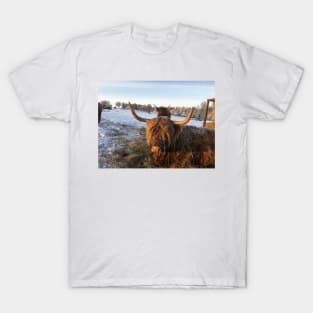 Scottish Highland Cattle Cows 2225 T-Shirt